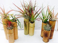 Bamboo Tillandsia Garden